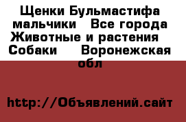 Щенки Бульмастифа мальчики - Все города Животные и растения » Собаки   . Воронежская обл.